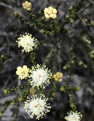 Microcybe multiflora