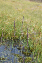 Arctagrostis latifolia