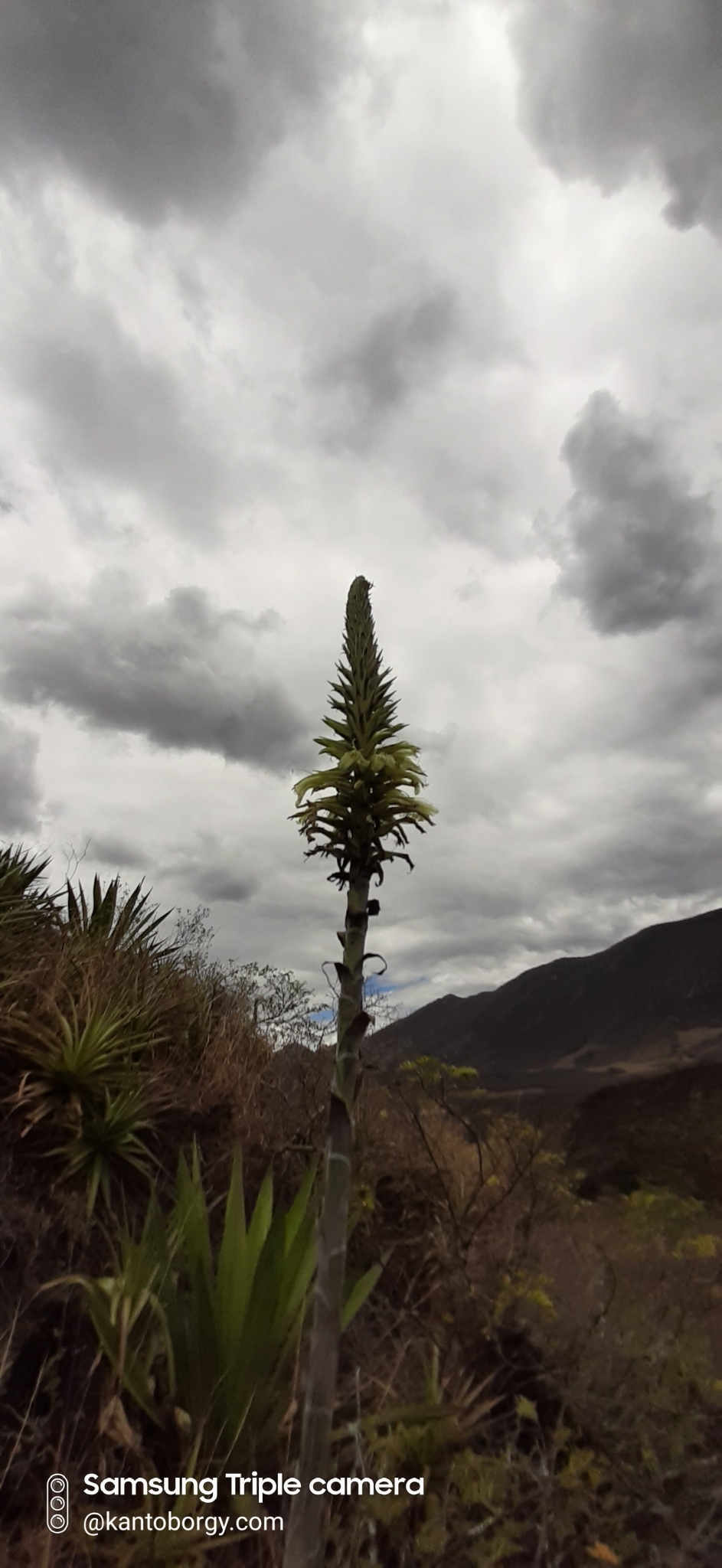 Puya lanata image