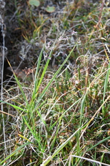 Arctagrostis latifolia