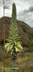 Puya lanata