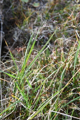 Arctagrostis latifolia