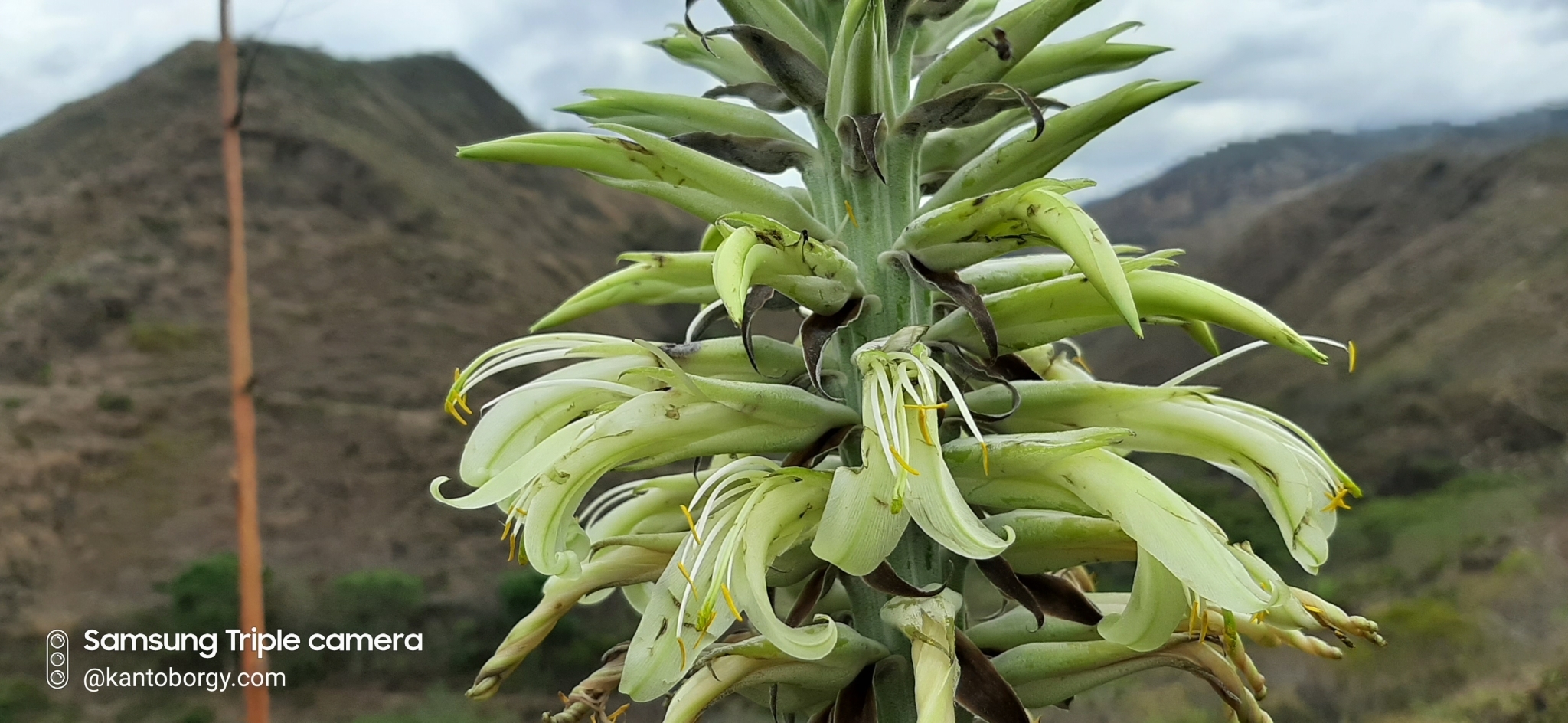 Puya lanata image