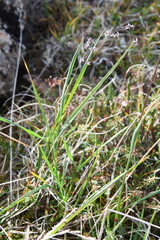 Arctagrostis latifolia