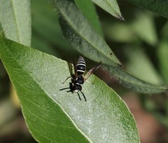 Ancistrocerus waldenii