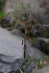 Bromus pumpellianus