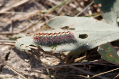 Acronicta contaminei