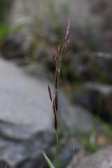 Bromus pumpellianus