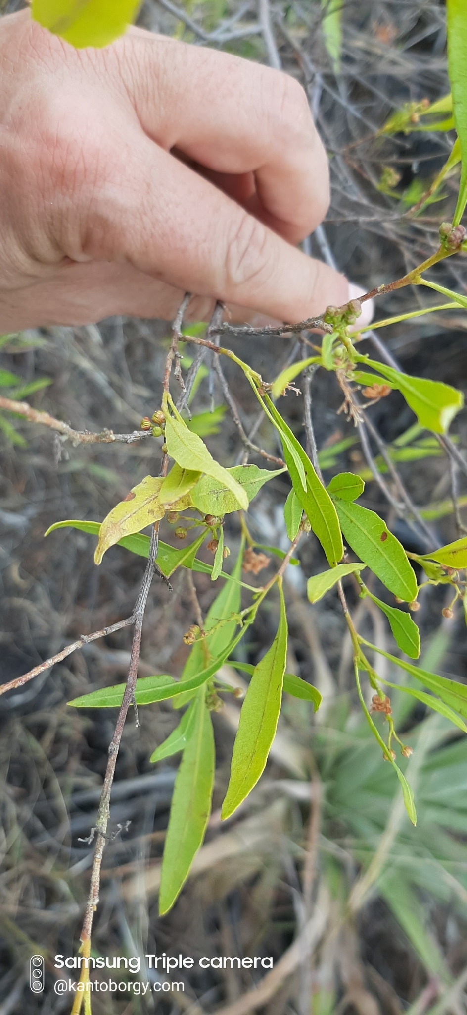 Sapindaceae image