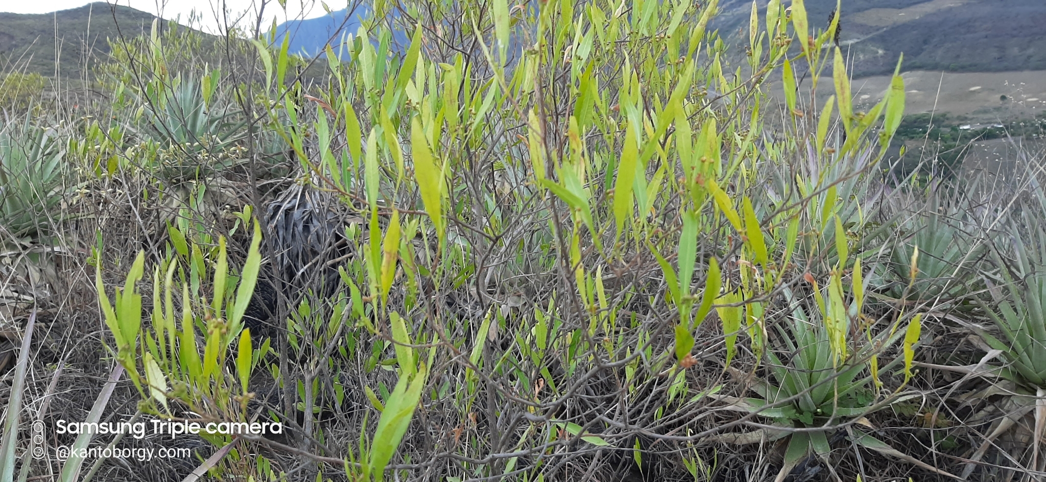 Dodonaea viscosa image