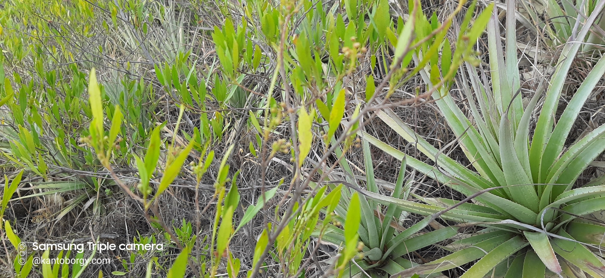 Dodonaea viscosa image