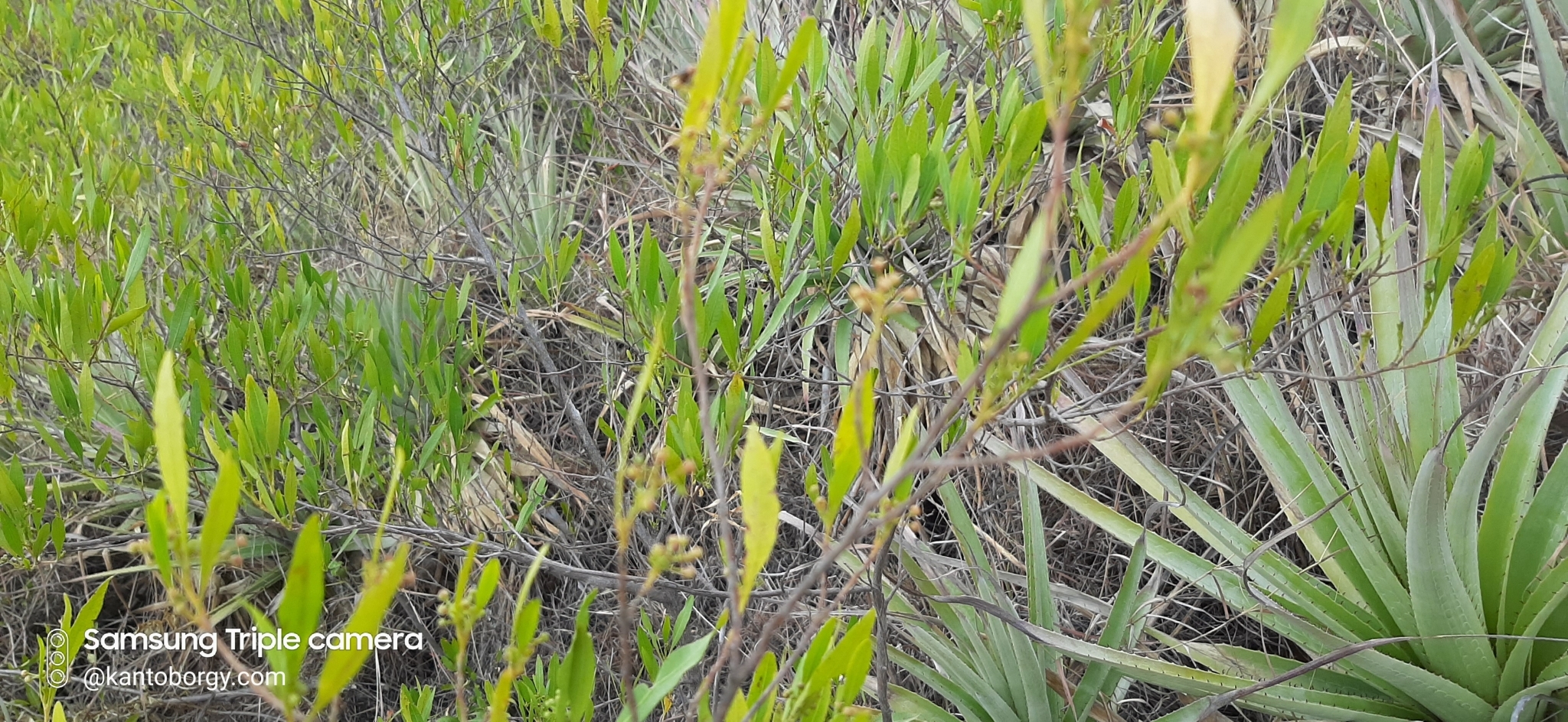 Sapindaceae image