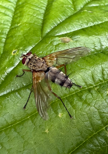 Dexiosoma caninum