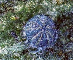 Tripneustes ventricosus