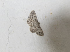 Epimecis scolopaiae
