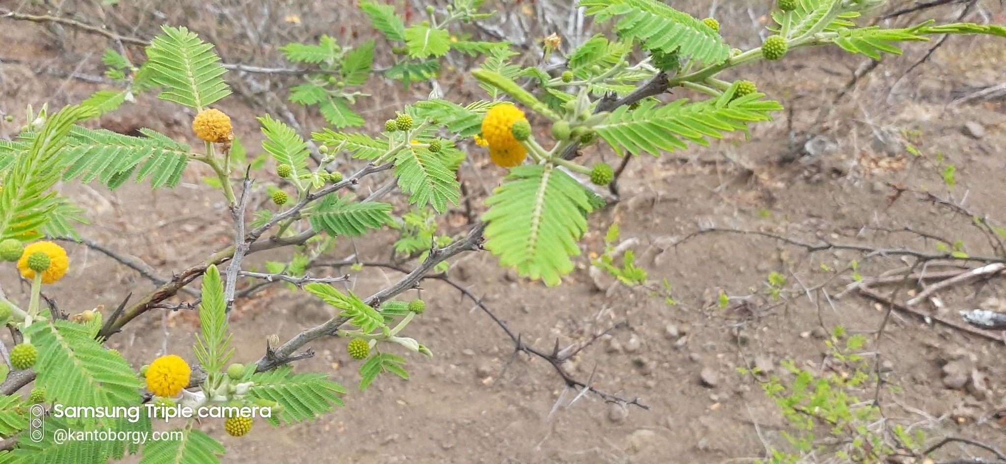 Vachellia macracantha image