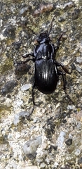 Abax parallelepipedus curtulus