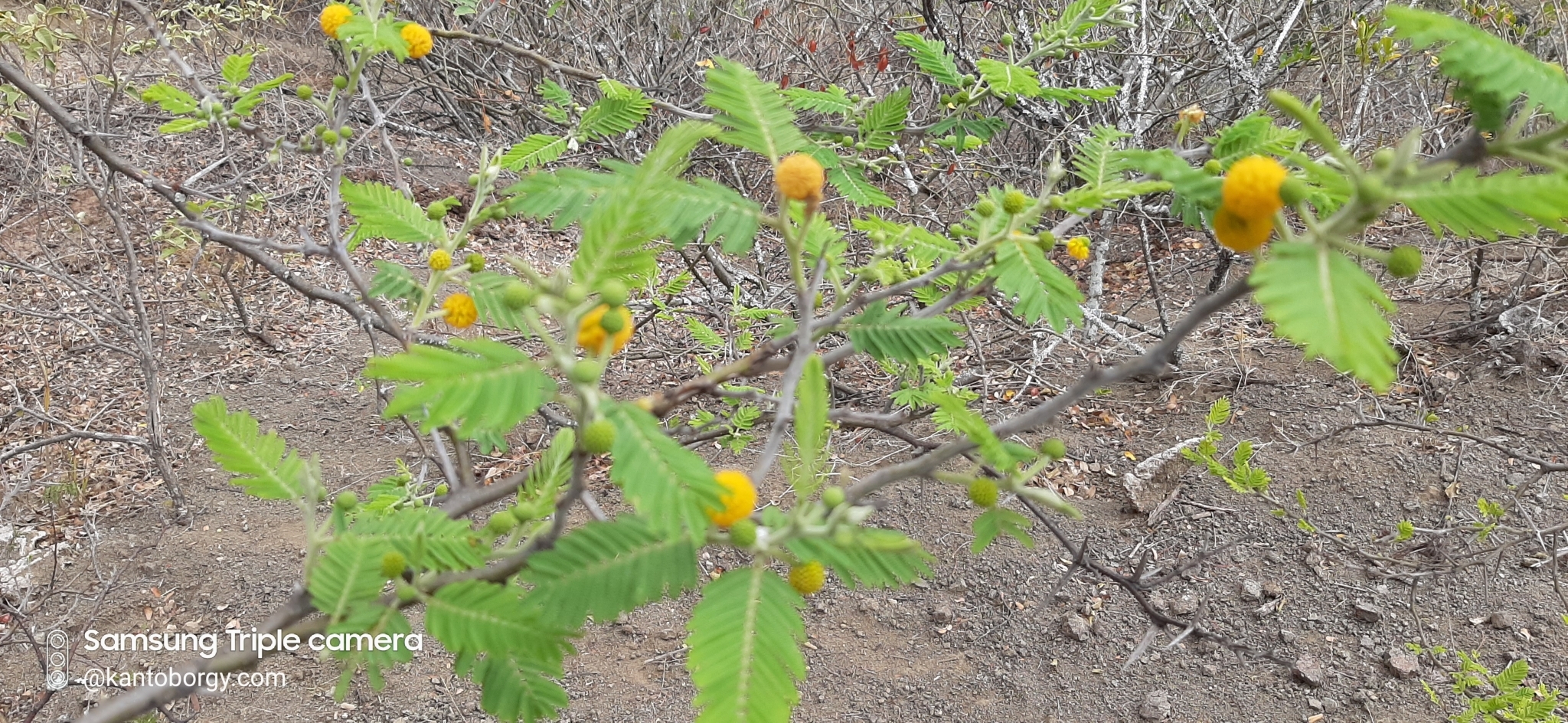 Vachellia image