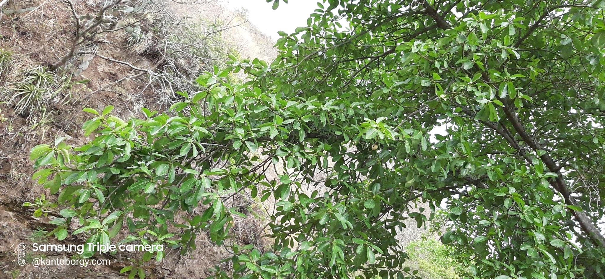 Cedrela image