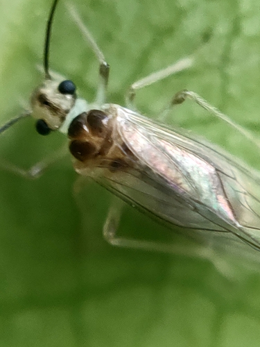 Stenopsocus immaculatus, photo 2 of 10