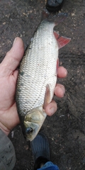 Leuciscus idus