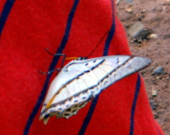 Polyura nepenthes