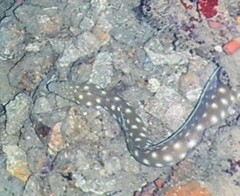 Myrichthys breviceps