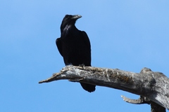 Corvus corax kamtschaticus
