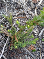 Gnidia humilis