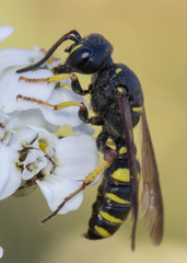 Cerceris atramontensis