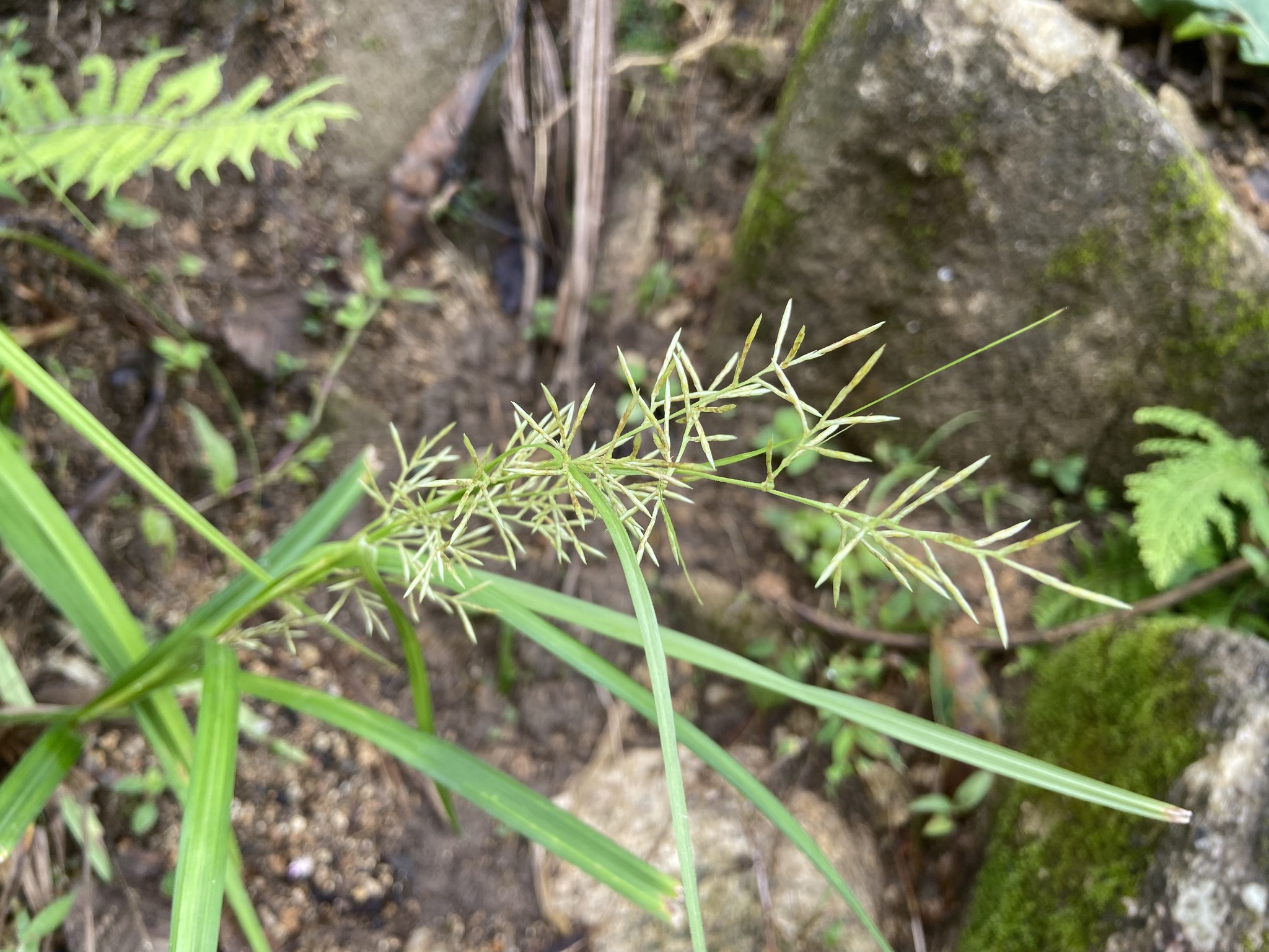 Carex cruciata — ảnh 2
