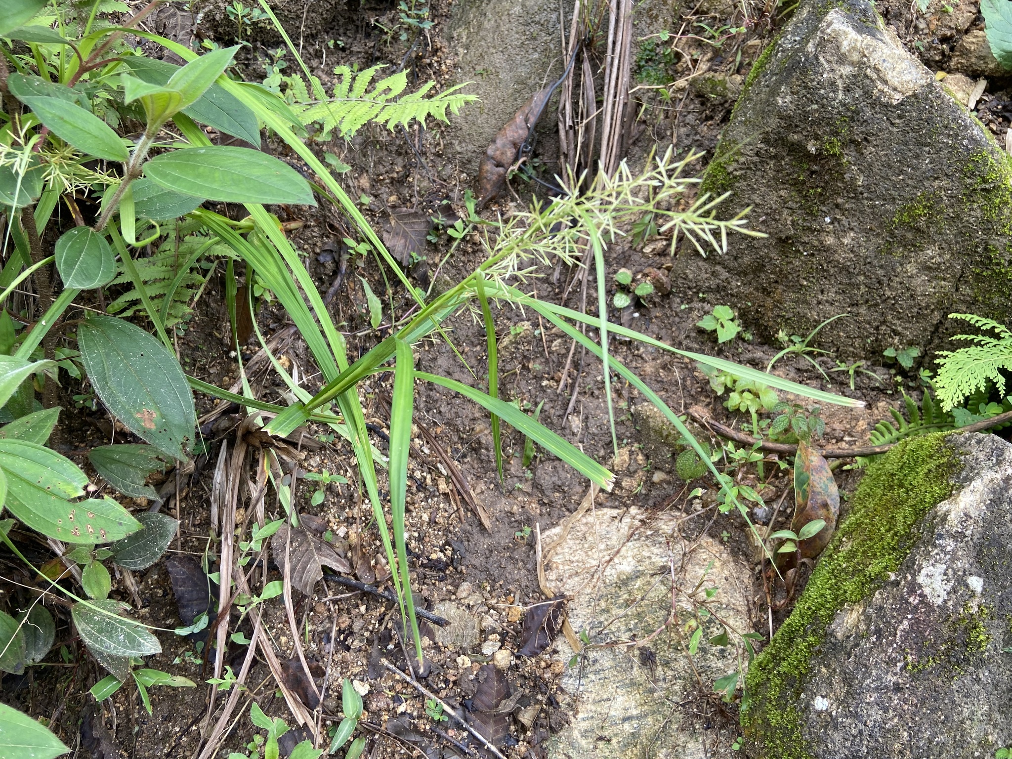 Carex cruciata (Carex cruciata)