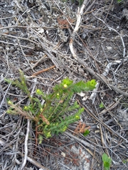 Gnidia humilis