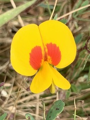 Smithia hirsuta