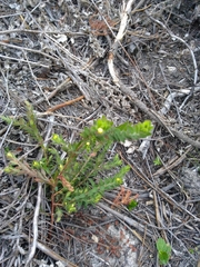 Gnidia humilis