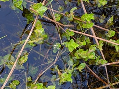 Bacopa caroliniana