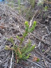 Gnidia humilis