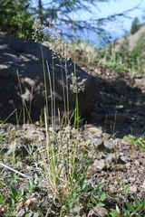 Deschampsia cespitosa glauca