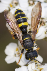 Cerceris atramontensis