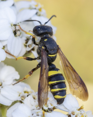 Cerceris atramontensis