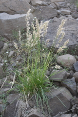 Deschampsia cespitosa glauca