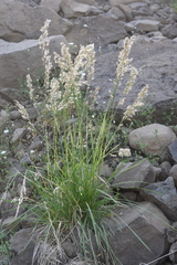 Deschampsia cespitosa glauca