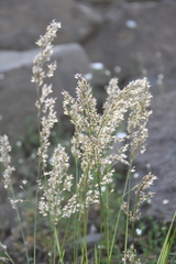Deschampsia cespitosa glauca