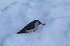Sitta europaea albifrons