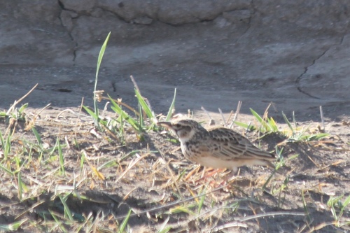 Short-tailed Lark (Spizocorys fremantlii), photo 4