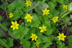 Anemonastrum richardsonii