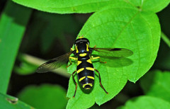 Xanthogramma