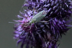 Odontoplatys bidentulus