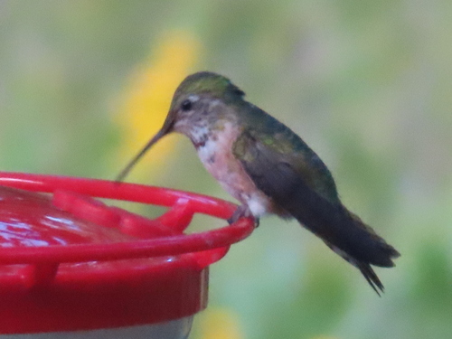 Broad-tailed Hummingbird photographed in South Dakota