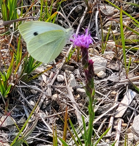 Rocky Mountain blazing star (Liatris ligulistylis)